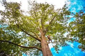 How Our Tree Care Process Works  in  Lakin, KS