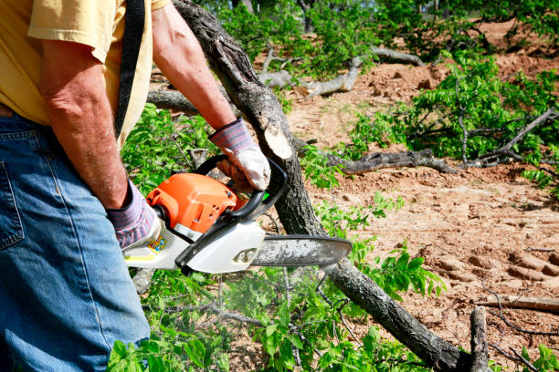 Professional Tree Care Services in Lakin, KS